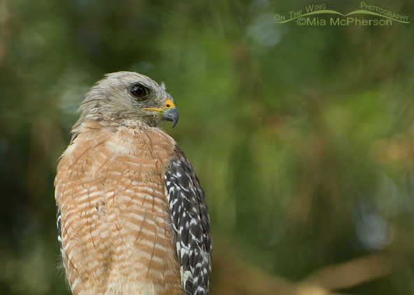 Adult Red-shouldered Hawk perched in a pine tree at Sawgrass Lake Park, Pinellas County, Florida