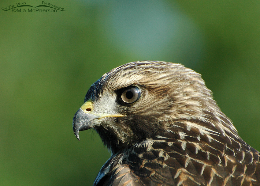 Juvenile Red-shouldered Hawk, Sawgrass Lake Park, Pinellas County, Florida