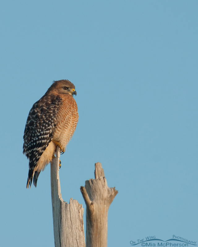 Perched Red-shouldered Hawk, Fort De Soto County Park, Pinellas County, Florida