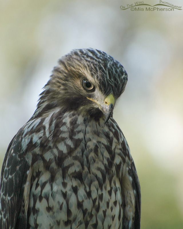 Juvenile Red-shouldered Hawk portrait, Sawgrass Lake Park, Pinellas County, Florida