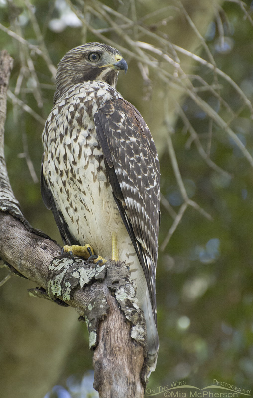 Red-shouldered Hawk juvenile, Sawgrass Lake Park, Pinellas County, Florida