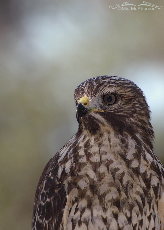 Portrait of a juvenile Red-shouldered Hawk, Sawgrass Lake Park, Pinellas County, Florida