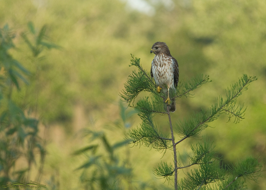 Juvenile Red-shouldered Hawk – Small in frame at Sawgrass Lake Park, Pinellas County, Florida