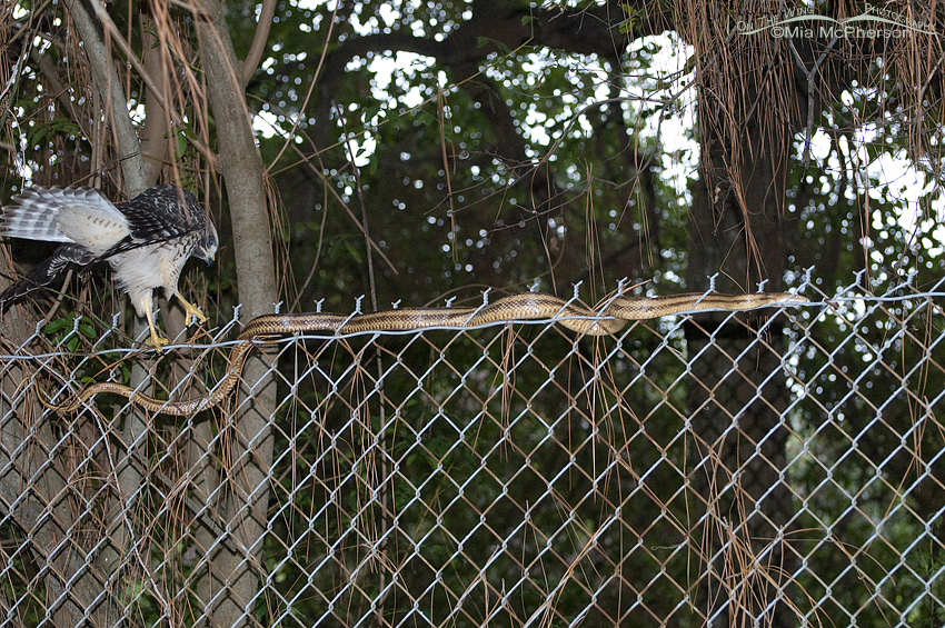 Juvenile Red-shouldered Hawk trying to catch a Yellow Rat Snake at Sawgrass Lake Park, Pinellas County, Florida
