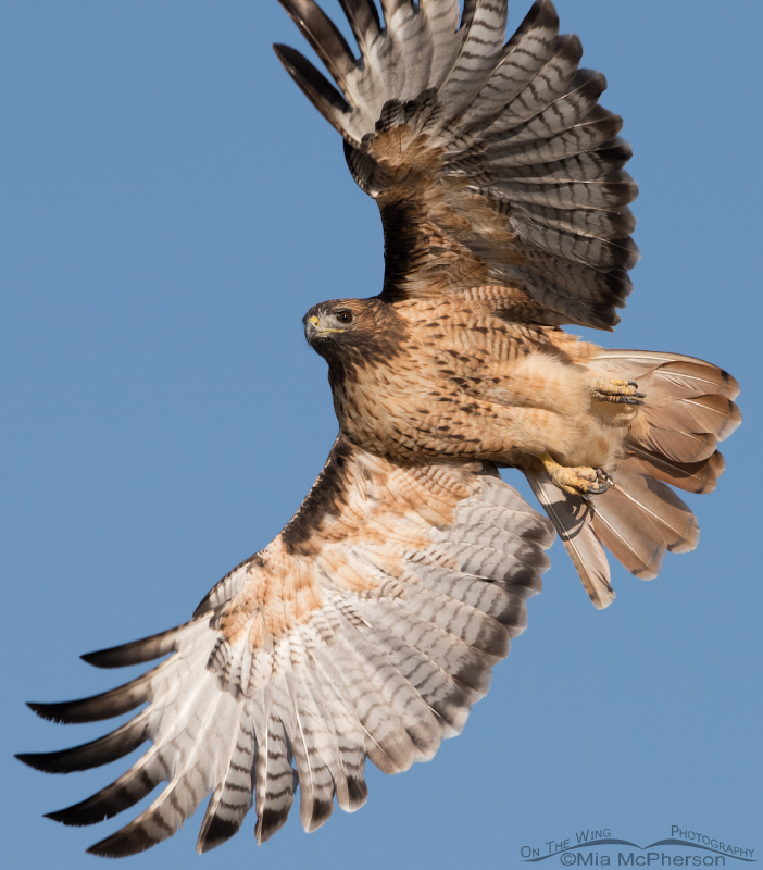 Close up Red-tailed Hawk in flight, Utah County, Utah