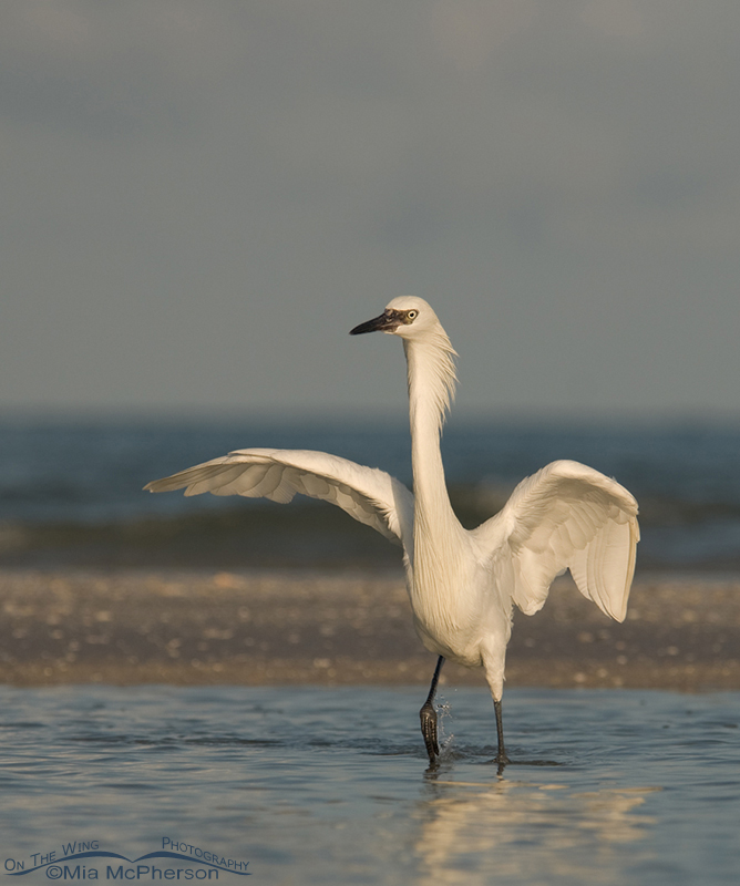 White Morph Reddish Egret hunting ahead of a storm on the gulf of Mexico, Florida