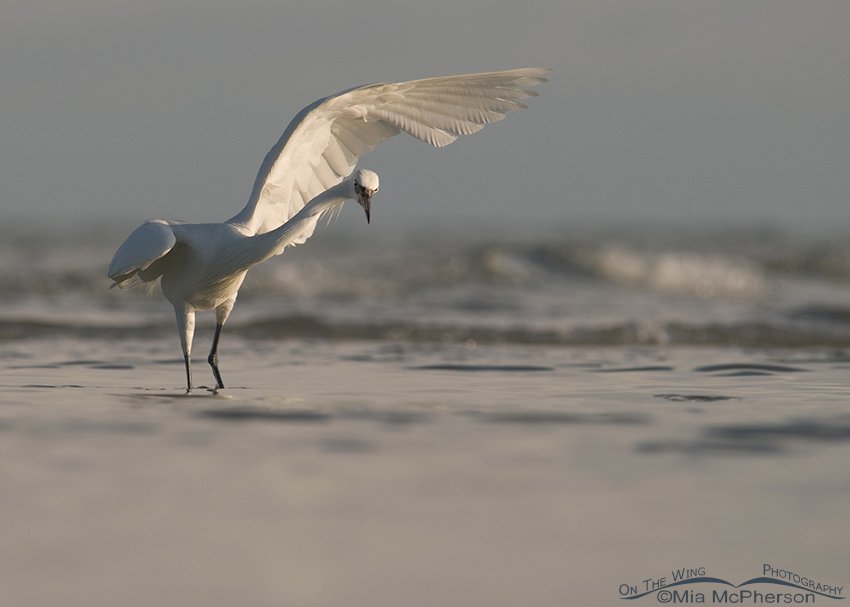 White morph Reddish Egret in dramatic light, Fort De Soto County Park, Pinellas County, Florida
