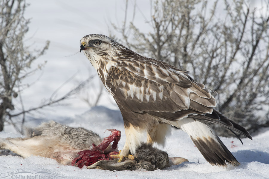 Rough-legged Hawk on a jackrabbit, Box Elder County, Utah