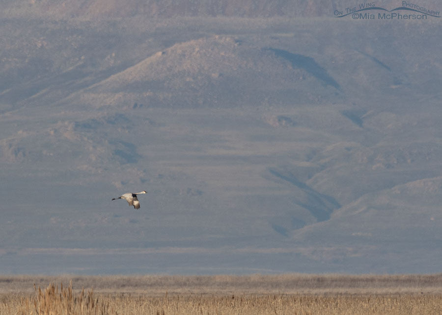 Long distance Sandhill Crane in flight, Farmington Bay WMA, Davis County, Utah