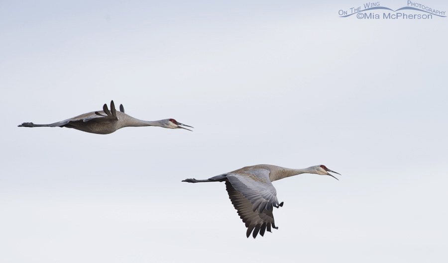 Pair of Sandhill Cranes calling while in flight over Bicknell Bottoms Wildlife Management Area in Wayne County, Utah