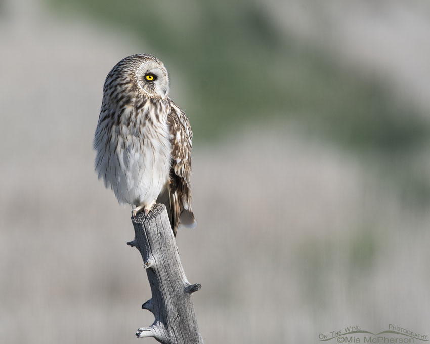 Adult male Short-eared Owl on a weathered fence post in northern Utah, Box Elder County, Utah