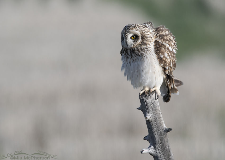 Rousing adult male Short-eared Owl with an eye on me, Box Elder County, Utah