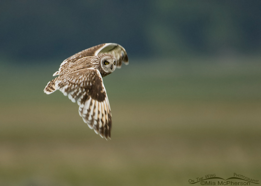 Male Short-eared Owl in flight, Red Rock Lakes NWR, Montana