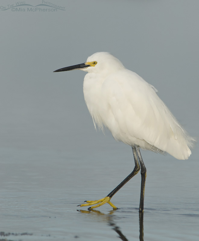 Snowy Egret with Golden Slipper showing, Fort De Soto County Park, Pinellas County, Florida