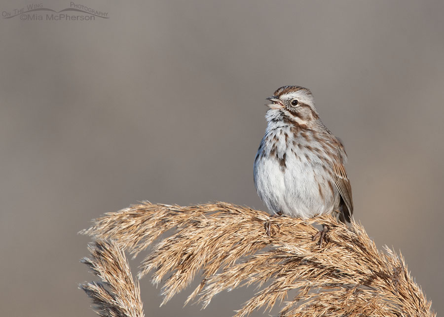 Song Sparrow singing in a marsh, Farmington Bay WMA, Davis County, Utah