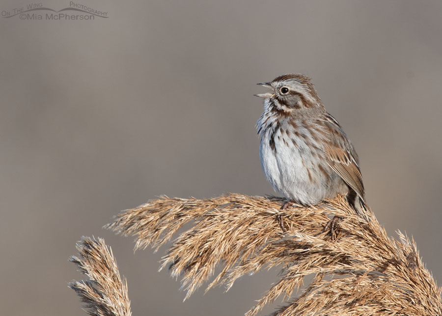 Side view of a singing Song Sparrow, Farmington Bay WMA, Davis County, Utah