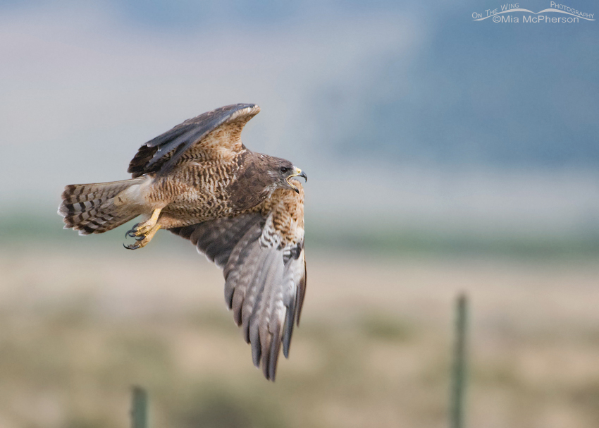 Adult Swainson’s Hawk calling while in flight, Red Rock Lakes National Wildlife Refuge, Montana
