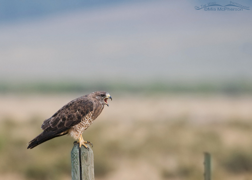 Adult Swainson’s perched on a post in the Centennial Valley, Montana