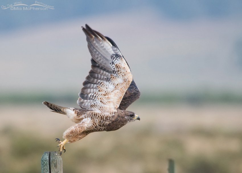 Adult Swainson’s at moment of lift off from a post, Red Rock Lakes National Wildlife Refuge, Beaverhead County, Montana