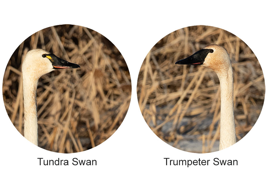 Tundra Swan and Trumpeter Swan portrait composite image, Bear River Migratory Bird Refuge, Box Elder County, Utah