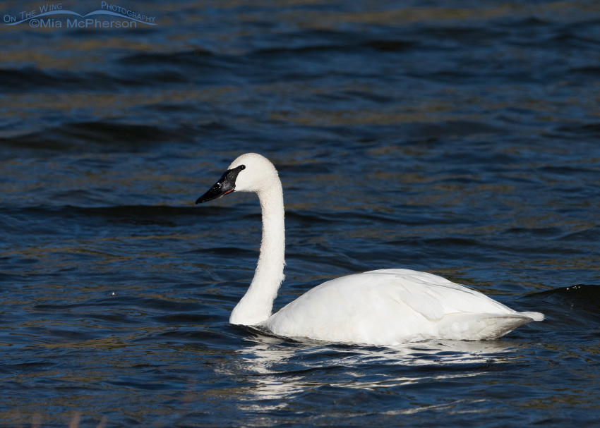 Trumpeter Swan in Montana. An adult Trumpeter Swan on Elk Lake in the Centennial Valley.