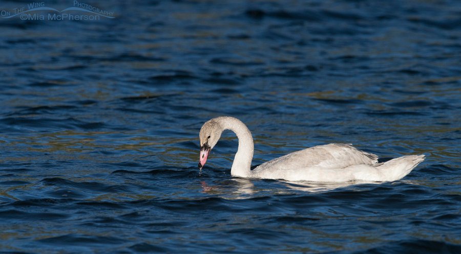 Trumpeter Swan Cygnet on Elk Lake, Centennial Valley, Montana