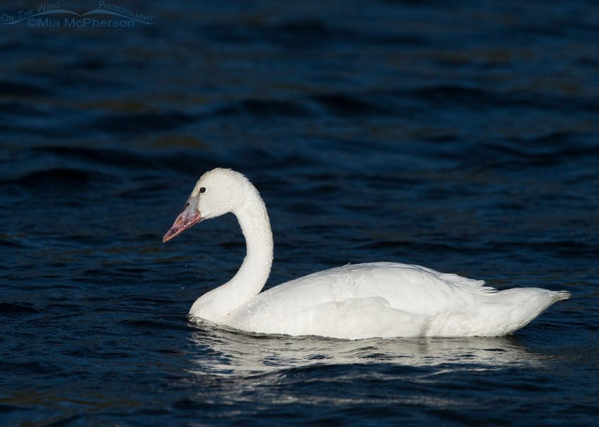 Centennial Valley Trumpeter Swan cygnet, Beaverhead – Deerlodge National Forest, Beaverhead County, Montana