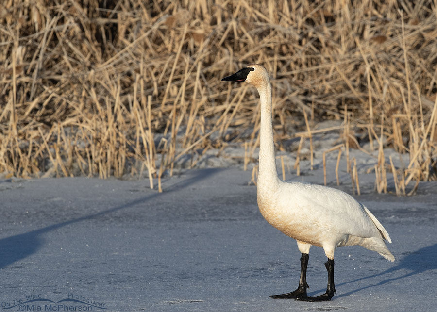 Trumpeter Swan standing on ice, Bear River Migratory Bird Refuge, Box Elder County, Utah