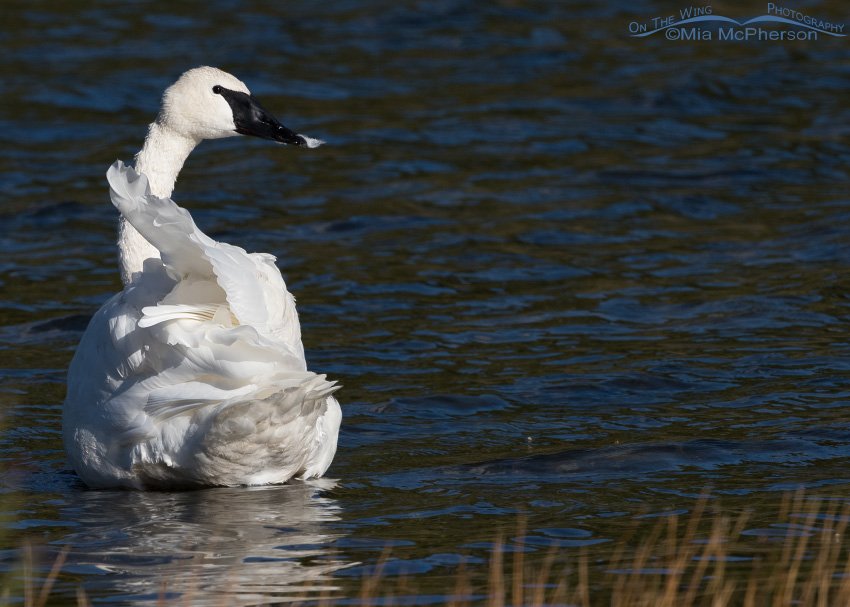 Preening Trumpeter Swan, Beaverhead – Deerlodge National Forest, Centennial Valley, Beaverhead County, Montana