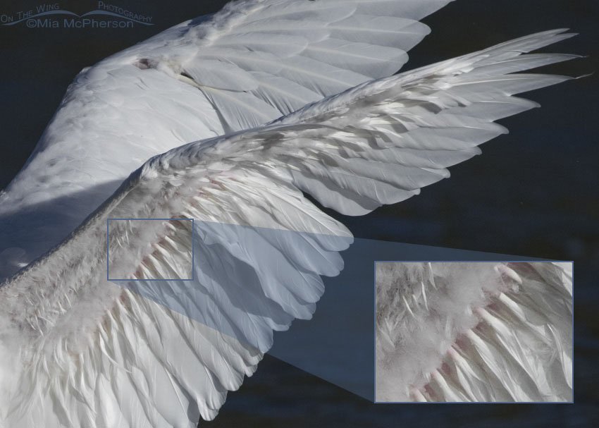 Inset showing pin feathers on a Trumpeter Swan Cygnet