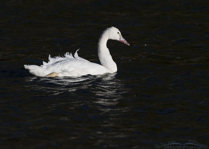 Young Trumpeter Swan glowing brightly on dark waters, Beaverhead – Deerlodge National Forest, Centennial Valley, Beaverhead County, Montana