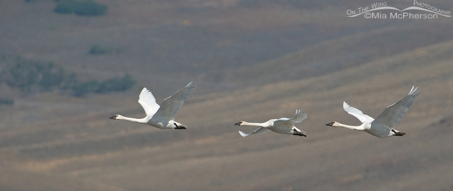Trumpeter Swans in flight at Red Rock Lakes National Wildlife Refuge, Montana