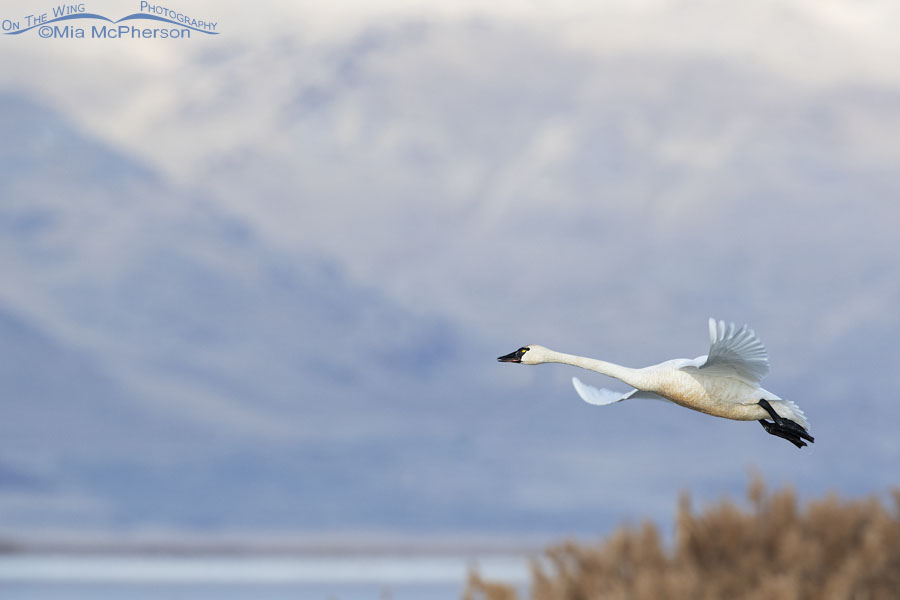 Calling Tundra Swan flying over the marsh, Bear River Migratory Bird Refuge, Box Elder County, Utah