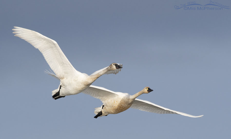 Adult and immature Tundra Swans in flight with a cloudy sky behind them, Bear River Migratory Bird Refuge, Box Elder County, Utah