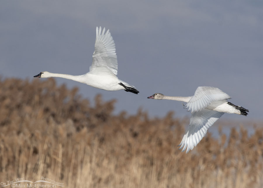 Immature and adult Tundra Swans flying over the wetlands at Bear River MBR, Bear River Migratory Bird Refuge, Box Elder County, Utah
