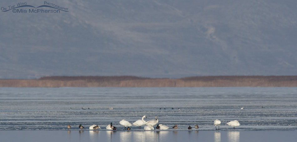 Tundra Swans and Mallards on an ice shelf, Bear River Migratory Bird Refuge, Box Elder County, Utah