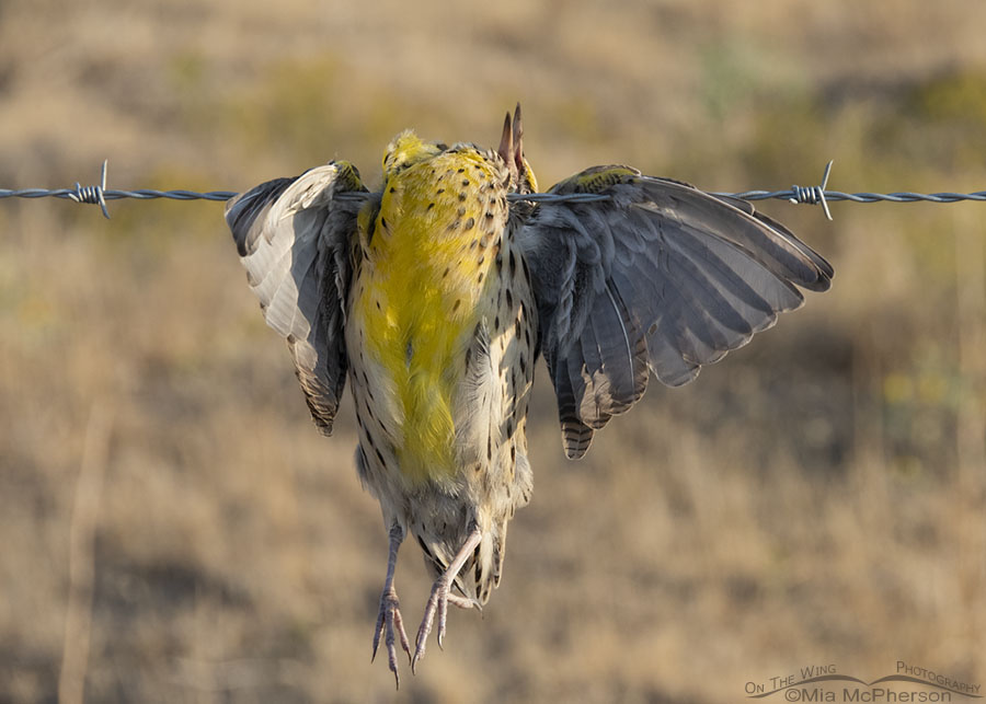 Deceased Western Meadowlark hung up on a barbed wire fence, West Desert, Tooele County, Utah