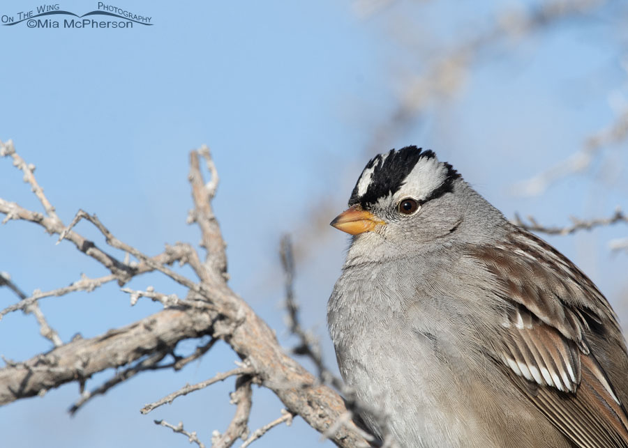 Winter White-crowned Sparrow adult portrait, Farmington Bay WMA, Davis County, Utah