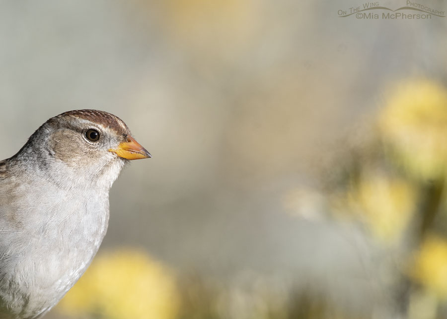 Young White-crowned Sparrow portrait, Stansbury Mountains, West Desert, Tooele County, Utah