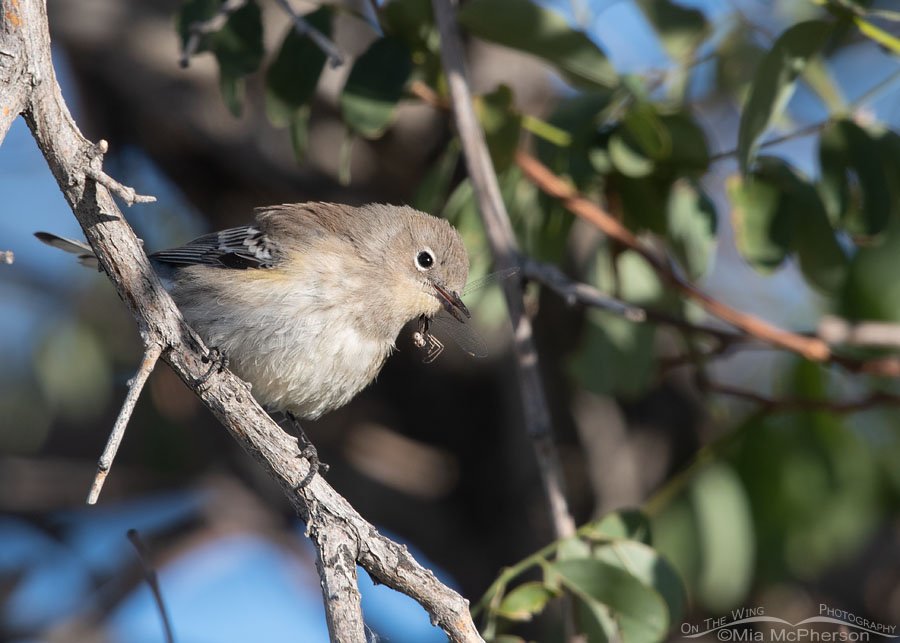 Immature Yellow-rumped Warbler with a damselfly, Farmington Bay WMA, Davis County, Utah
