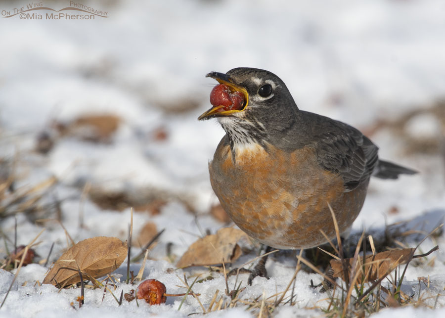 American Robin swallowing fruit on a winter day, Salt Lake County, Utah