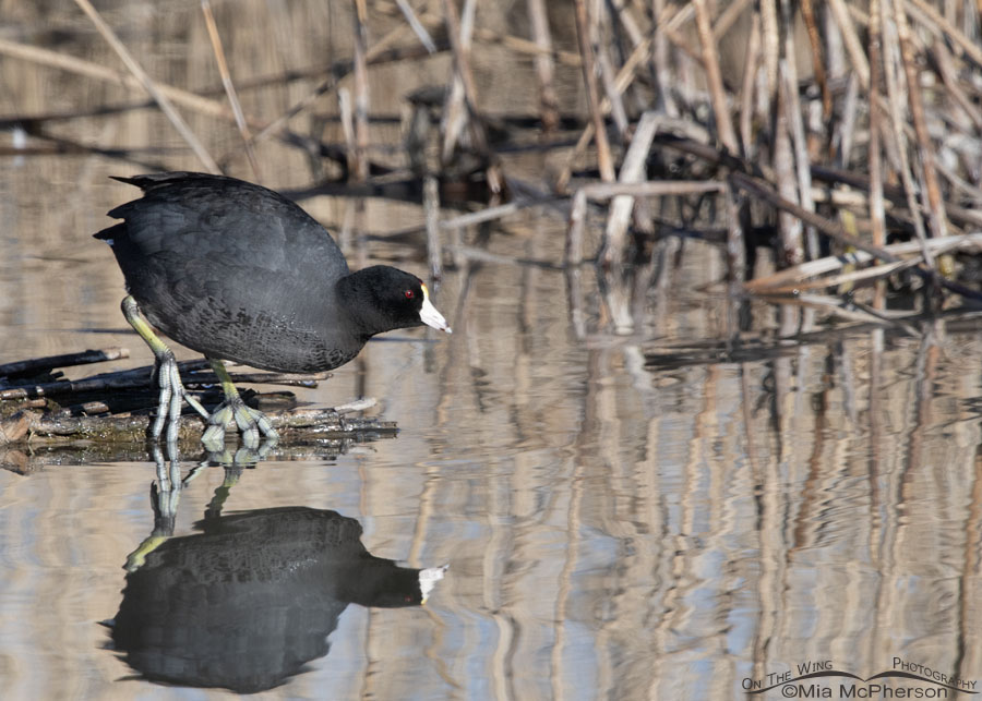 American Coot adult about to enter the water, Bear River Migratory Bird Refuge, Box Elder County, Utah