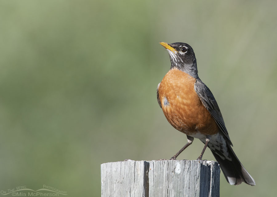 Adult American Robin on a wooden fence post, Wasatch Mountains, Morgan County, Utah