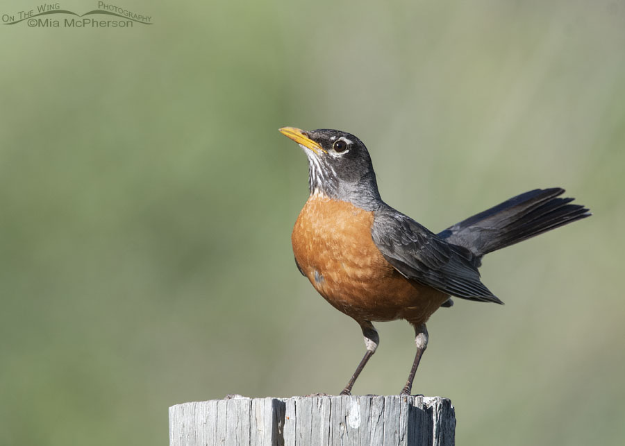 American Robin adult in Morgan County, Utah. Wasatch Mountains