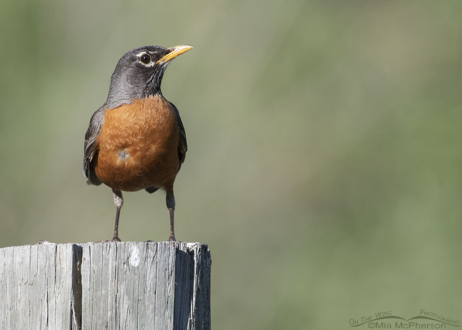 American Robin missing a few breast feathers, Wasatch Mountains, Morgan County, Utah