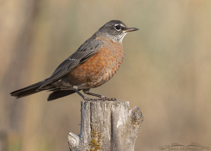 American Robin perched on a gnarly old fence post, Wasatch Mountains, Morgan County, Utah