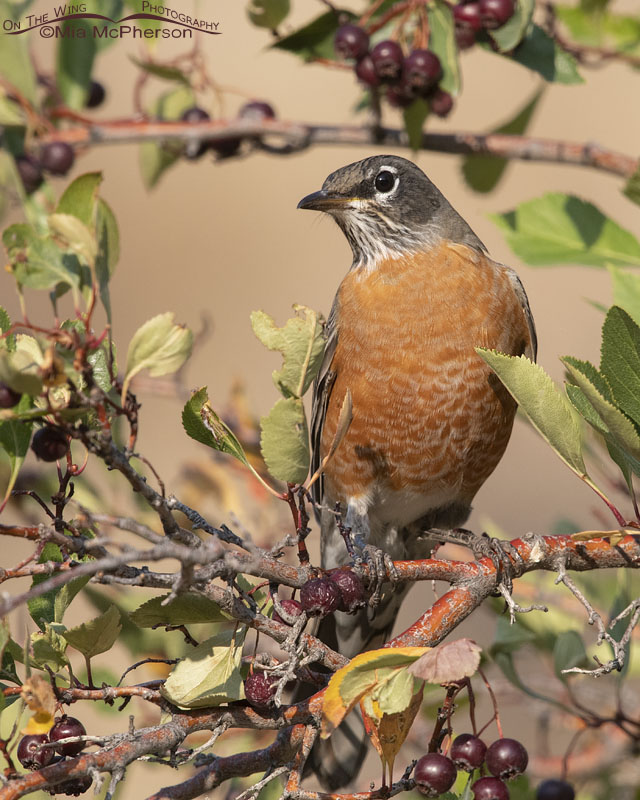 Adult American Robin perched near ripe hawthorn berries, Wasatch Mountains, Morgan County, Utah