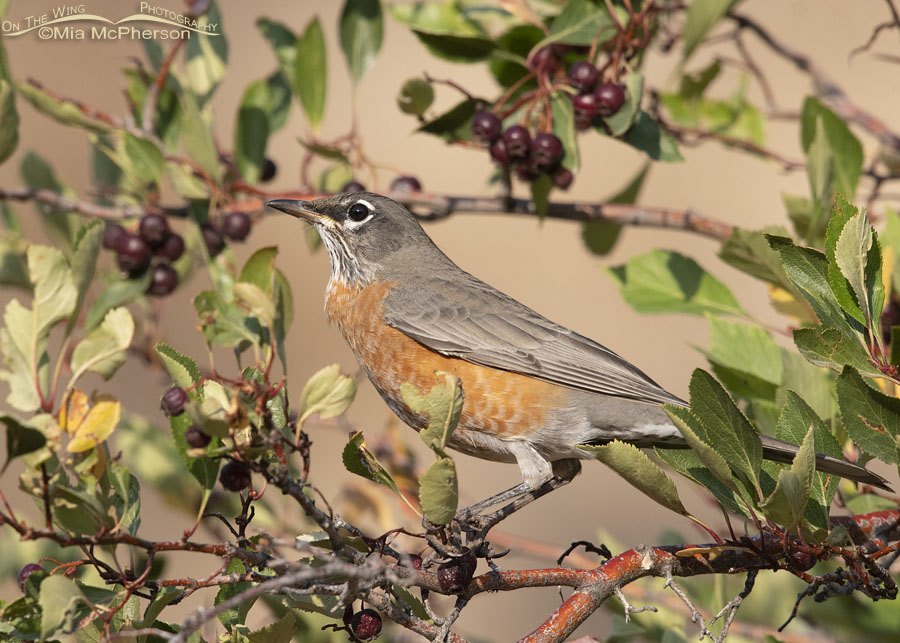 American Robin foraging for hawthorn berries, Wasatch Mountains, Morgan County, Utah