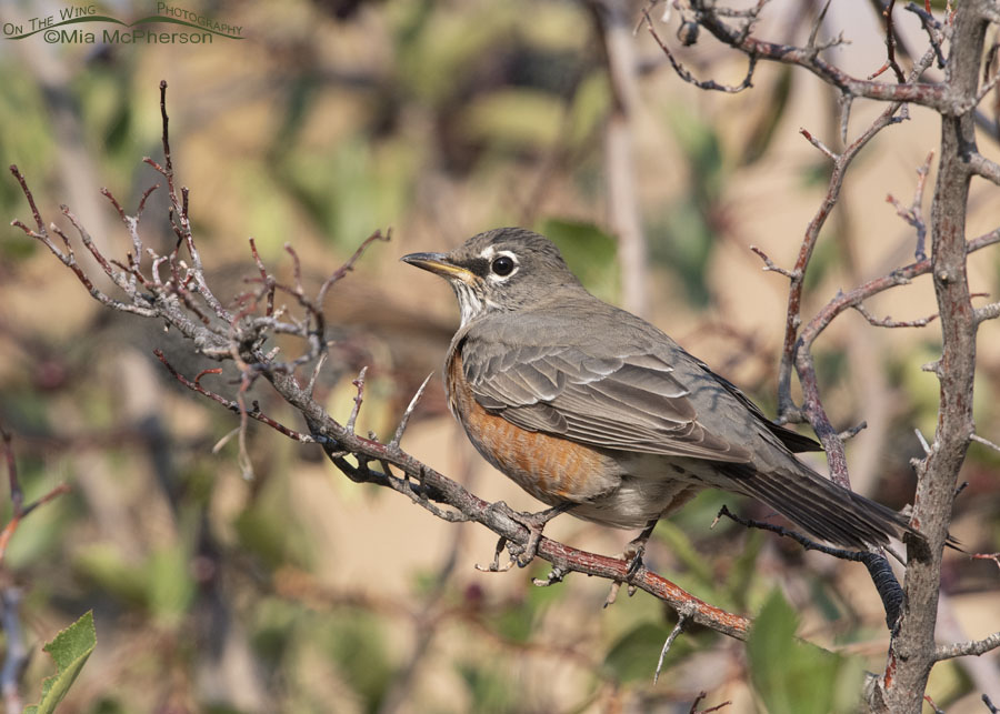 American Robin perched on a bare hawthorn branch, Wasatch Mountains, Morgan County, Utah