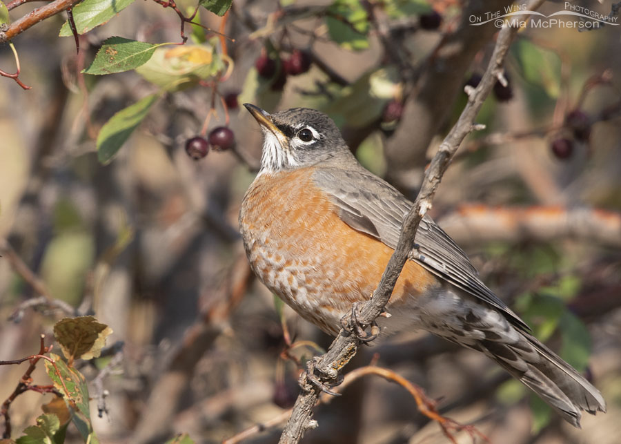American Robin and ripe hawthorn berries, Wasatch Mountains, Morgan County, Utah